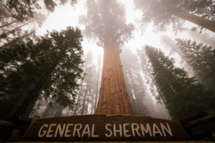 Sherman tábornok – a legnagyobb térfogatú fa a világon