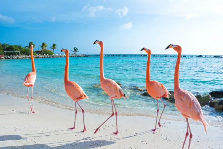 Aruba – One Happy island